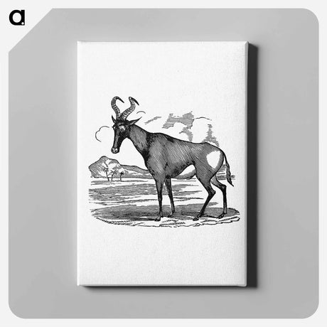アートパネル-Hartebeest from Adventures in the far interior of South Africa
 - 大英図書館 Canvas.