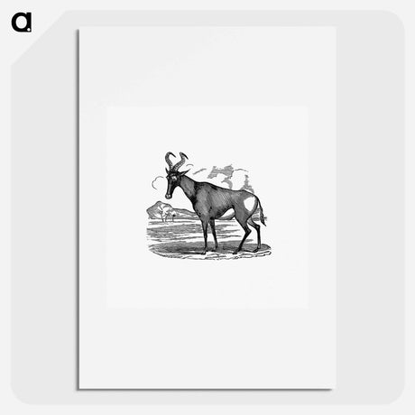 アートポスター-Hartebeest from Adventures in the far interior of South Africa
 - 大英図書館 Poster.