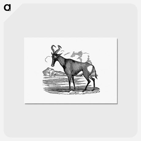 アートポストカード-Hartebeest from Adventures in the far interior of South Africa
 - 大英図書館 Postcard.