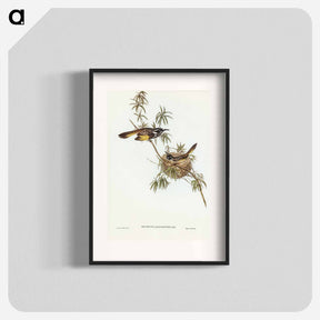 アートポスター-Long-billed Honey-eater
 - ジョン グールド Poster.