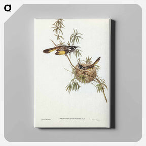 アートパネル-Long-billed Honey-eater
 - ジョン グールド Canvas.