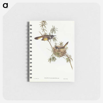 Long-billed Honey-eater
 - ジョン グールド Memo.