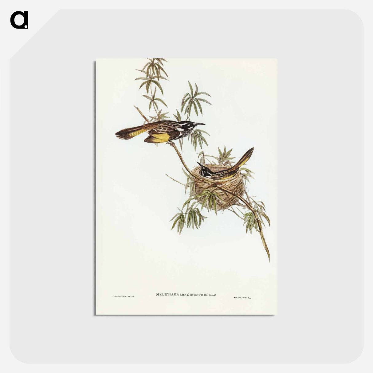 アートポストカード-Long-billed Honey-eater
 - ジョン グールド Postcard.