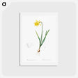 アートポストカード-Lent lily illustration - ピエール ジョゼフ ルドゥーテ Postcard.