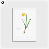 アートポストカード-Lent lily illustration - ピエール ジョゼフ ルドゥーテ Postcard.