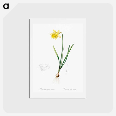 アートポストカード-Lent lily illustration - ピエール ジョゼフ ルドゥーテ Postcard.