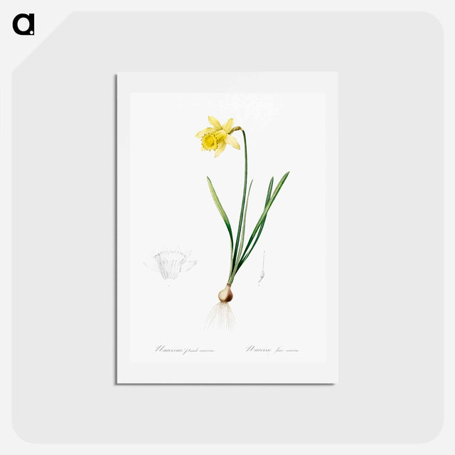 アートポストカード-Lent lily illustration - ピエール ジョゼフ ルドゥーテ Postcard.
