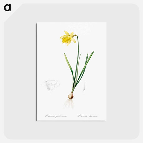 アートポストカード-Lent lily illustration - ピエール ジョゼフ ルドゥーテ Postcard.