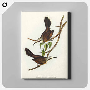 アートパネル-Temporal Pomatorhinus
 - オーストラリアの鳥 Canvas.