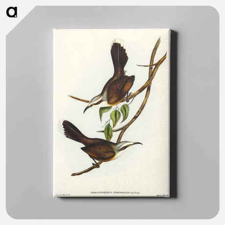アートパネル-Temporal Pomatorhinus
 - オーストラリアの鳥 Canvas.