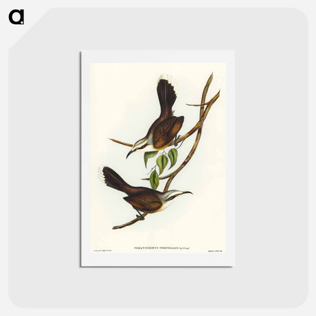 アートポストカード-Temporal Pomatorhinus
 - オーストラリアの鳥 Postcard.