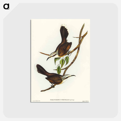 アートポストカード-Temporal Pomatorhinus
 - オーストラリアの鳥 Postcard.