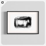 アートポスター-Shorthorn Bull
 - 大英図書館 Poster.