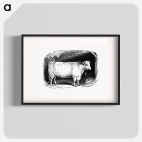 アートポスター-Shorthorn Bull
 - 大英図書館 Poster.