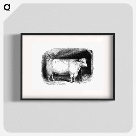 アートポスター-Shorthorn Bull
 - 大英図書館 Poster.