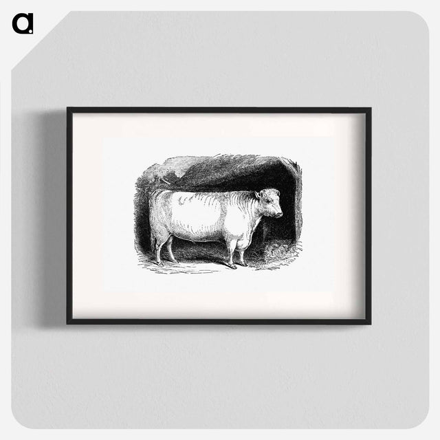 アートポスター-Shorthorn Bull
 - 大英図書館 Poster.