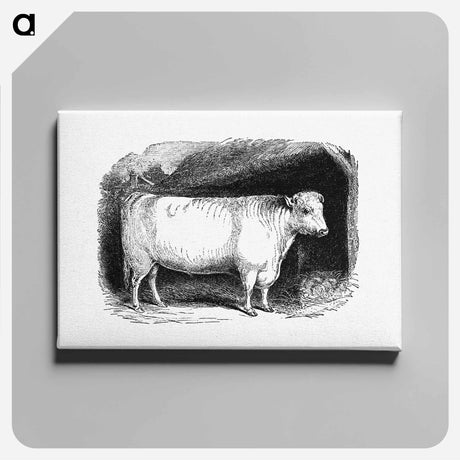 アートパネル-Shorthorn Bull
 - 大英図書館 Canvas.