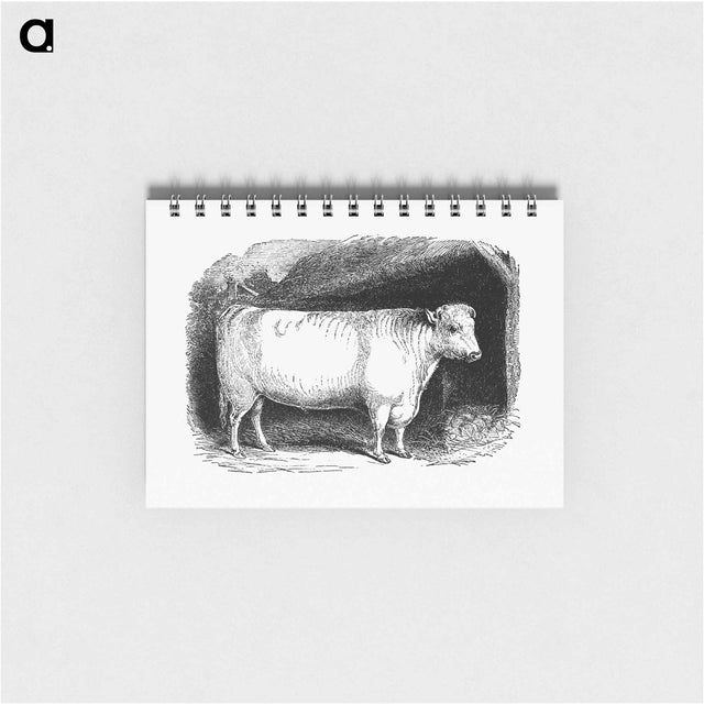 アートメモ帳-Shorthorn Bull
 - 大英図書館 Memo.