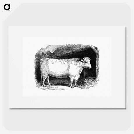 アートポスター-Shorthorn Bull
 - 大英図書館 Poster.