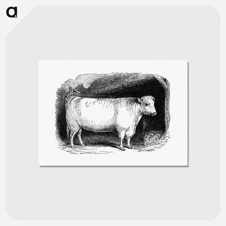 アートポストカード-Shorthorn Bull
 - 大英図書館 Postcard.