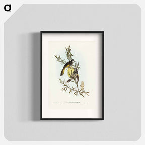 アートポスター-New Holland Honey-eater
 - ジョン グールド Poster.