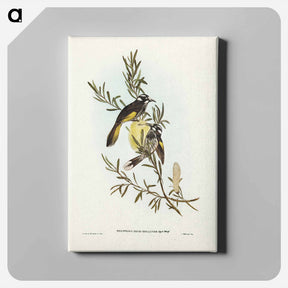 アートパネル-New Holland Honey-eater
 - ジョン グールド Canvas.