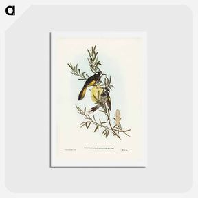 アートポストカード-New Holland Honey-eater
 - ジョン グールド Postcard.