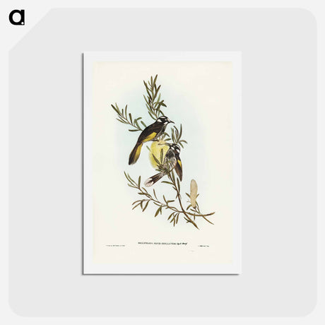 アートポストカード-New Holland Honey-eater
 - ジョン グールド Postcard.