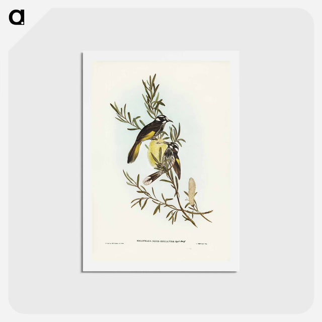 アートポストカード-New Holland Honey-eater
 - ジョン グールド Postcard.