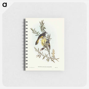 アートメモ帳-New Holland Honey-eater
 - ジョン グールド Memo.