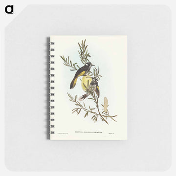 New Holland Honey-eater
 - ジョン グールド Memo.