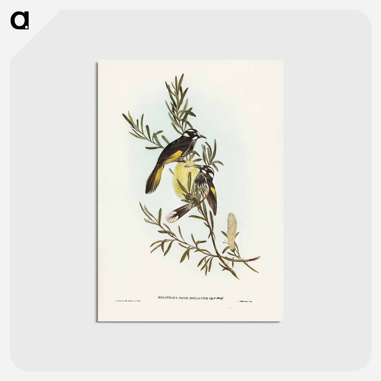 アートポストカード-New Holland Honey-eater
 - ジョン グールド Postcard.