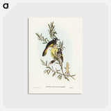 アートポストカード-New Holland Honey-eater
 - ジョン グールド Postcard.