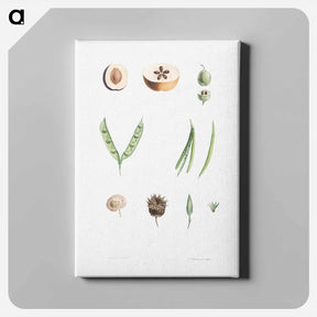 アートパネル-Plants - ピエール ジョゼフ ルドゥーテ Canvas.