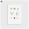 アートポストカード-Plants - ピエール ジョゼフ ルドゥーテ Postcard.
