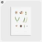アートポストカード-Plants - ピエール ジョゼフ ルドゥーテ Postcard.