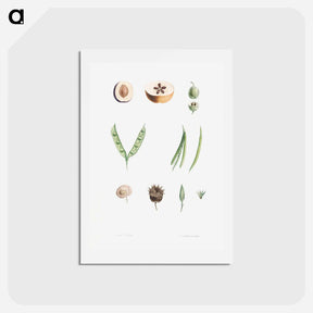 アートポストカード-Plants - ピエール ジョゼフ ルドゥーテ Postcard.