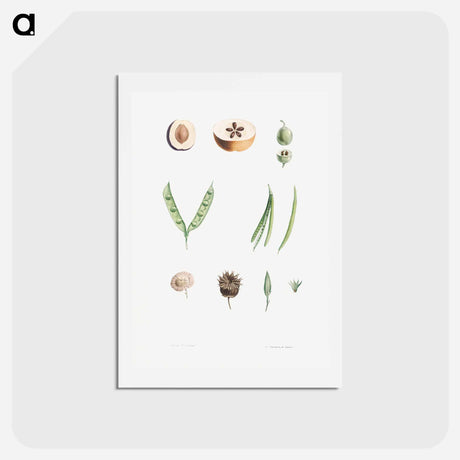 アートポストカード-Plants - ピエール ジョゼフ ルドゥーテ Postcard.