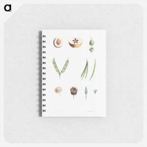 アートメモ帳-Plants - ピエール ジョゼフ ルドゥーテ Memo.