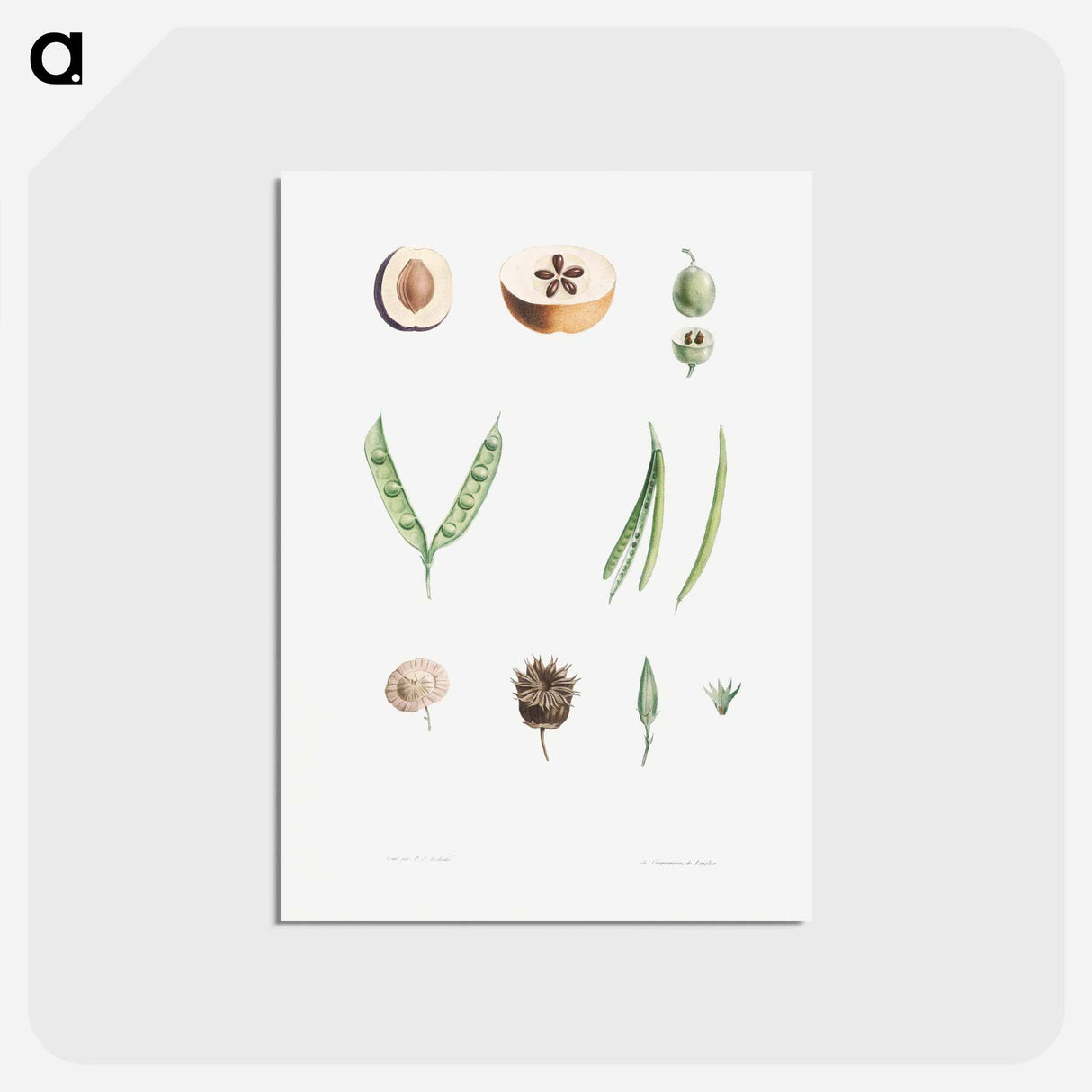 アートポストカード-Plants - ピエール ジョゼフ ルドゥーテ Postcard.