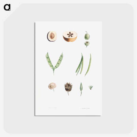 アートポストカード-Plants - ピエール ジョゼフ ルドゥーテ Postcard.