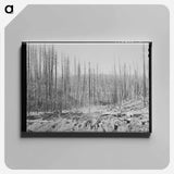 アートパネル-Oklahoma Cotton Field
 - ラッセル リー Canvas.