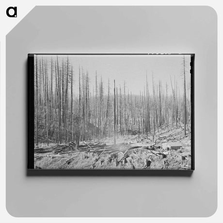 アートパネル-Oklahoma Cotton Field
 - ラッセル リー Canvas.