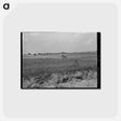 アートポストカード-Oklahoma Cotton Field
 - ラッセル リー Postcard.