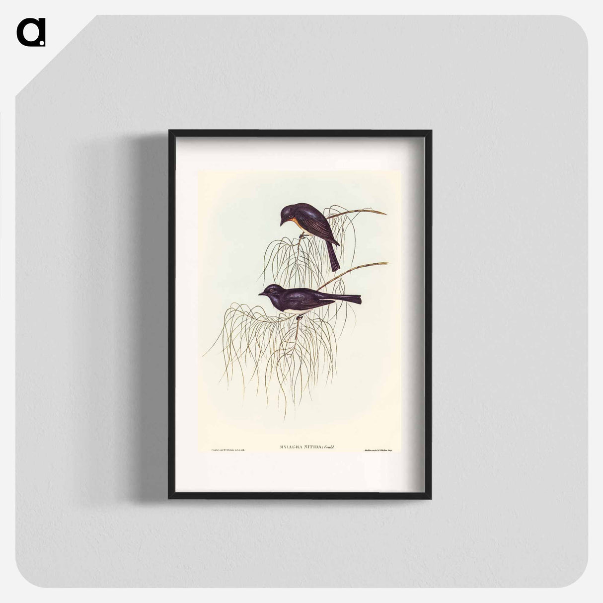 Shining Flycatcher
 - オーストラリアの鳥 Poster.