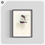 Shining Flycatcher
 - オーストラリアの鳥 Poster.