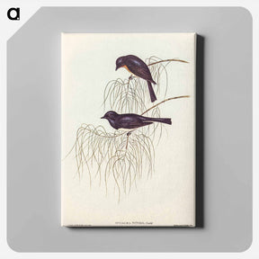 アートパネル-Shining Flycatcher
 - オーストラリアの鳥 Canvas.