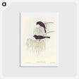 アートポストカード-Shining Flycatcher
 - オーストラリアの鳥 Postcard.