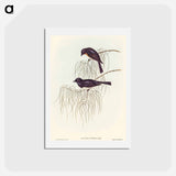 アートポストカード-Shining Flycatcher
 - オーストラリアの鳥 Postcard.