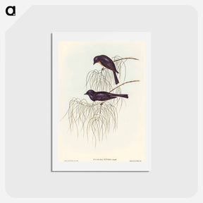 アートポストカード-Shining Flycatcher
 - オーストラリアの鳥 Postcard.